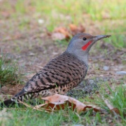 Northern Flicker